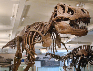 American Museum of Natural History Dinosaur