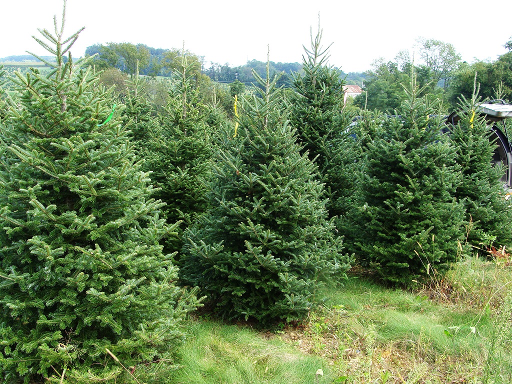 Where to buy a real Xmas tree in NYC - Java Car Service New York